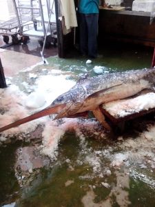 swordfish Jerez market